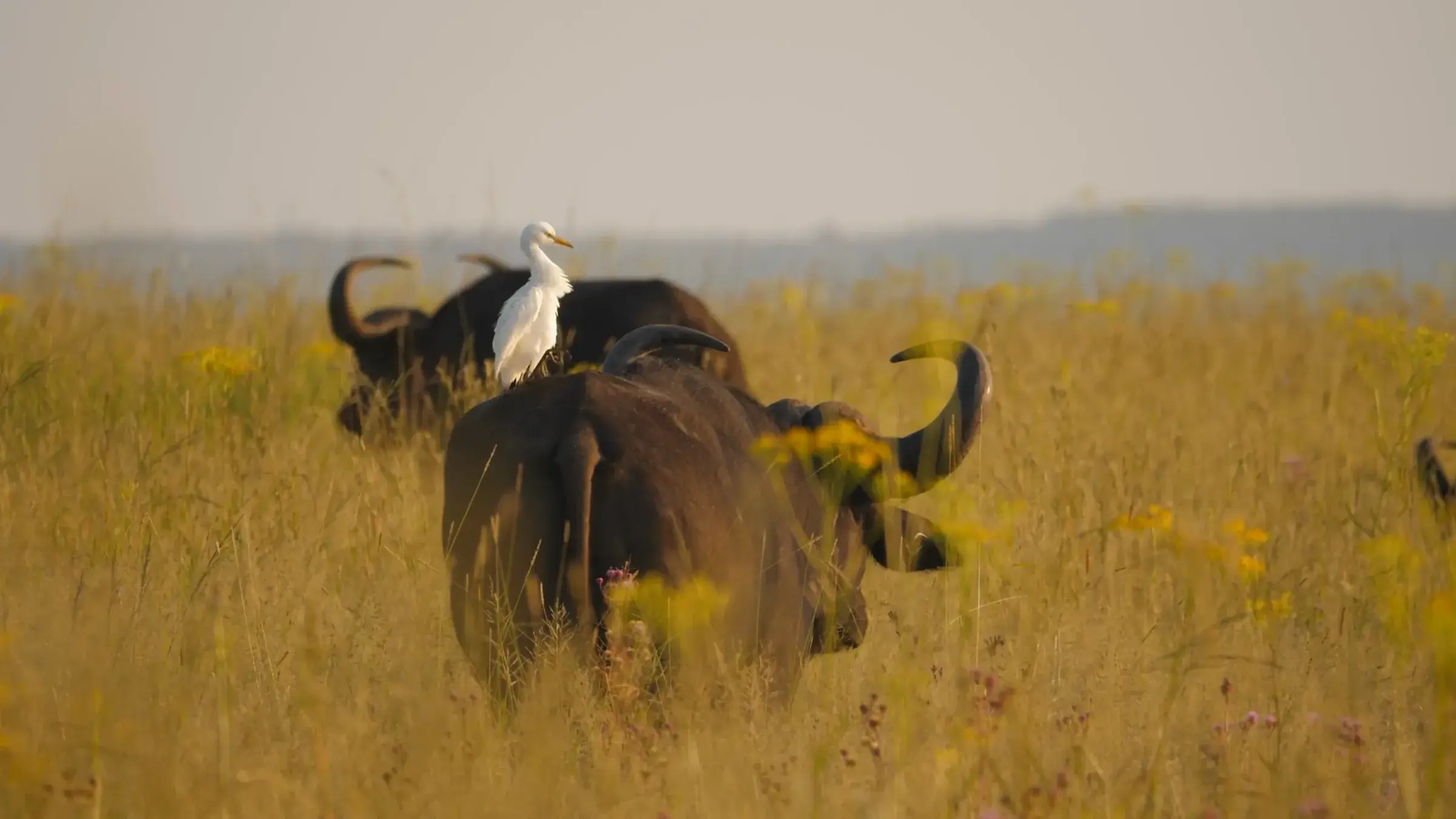 Buffalo with cattle egrets in the long grass