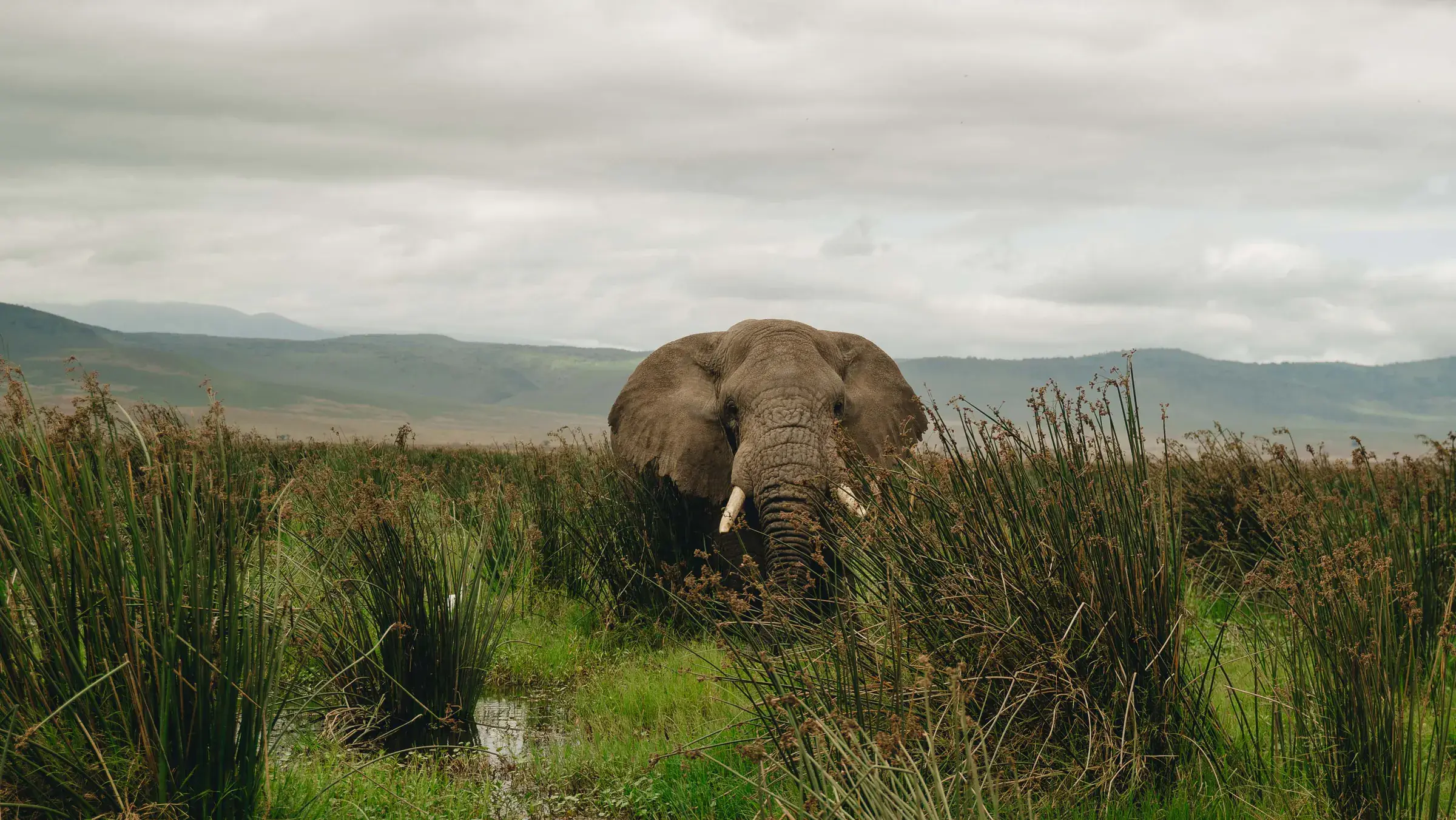 Elephant bull among marsh reeds