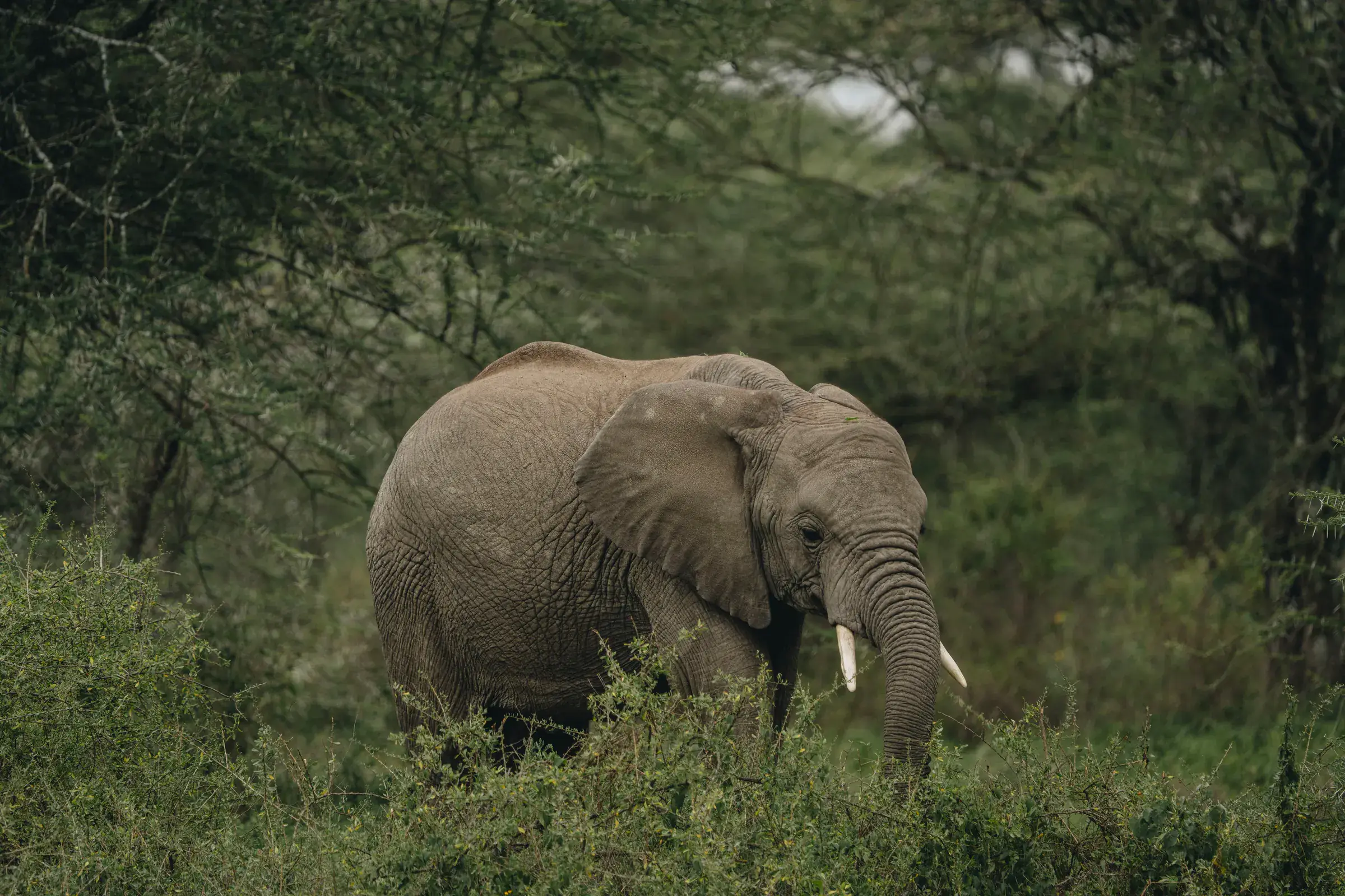 Elephant among green woodland