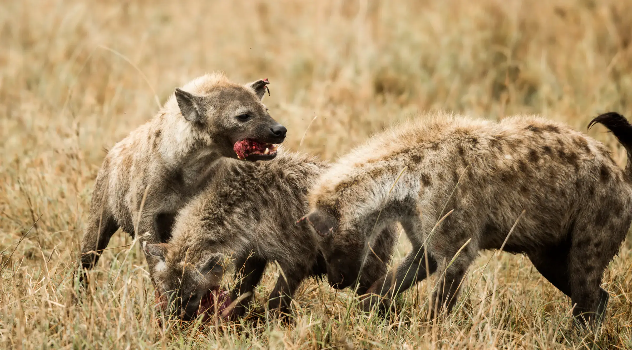 Hyenas feeding, Serengeti