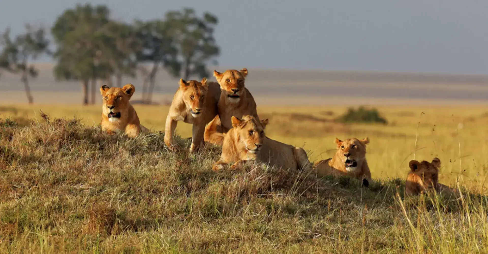 Lion pride resting on a grassy rise in early light