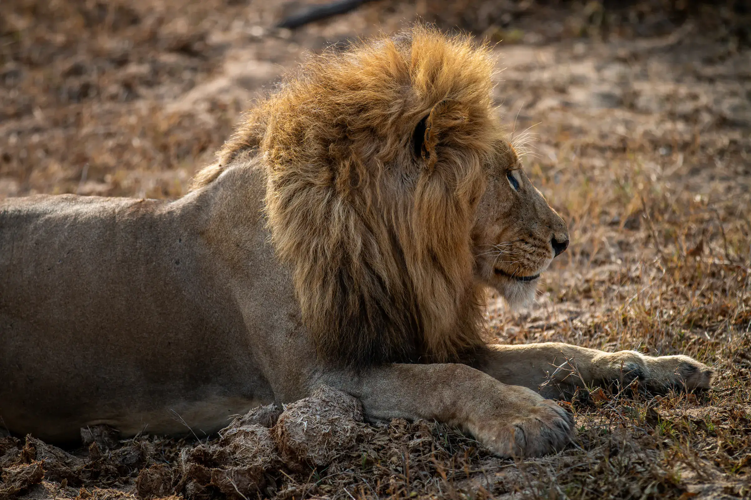 Male lion resting on dry ground
