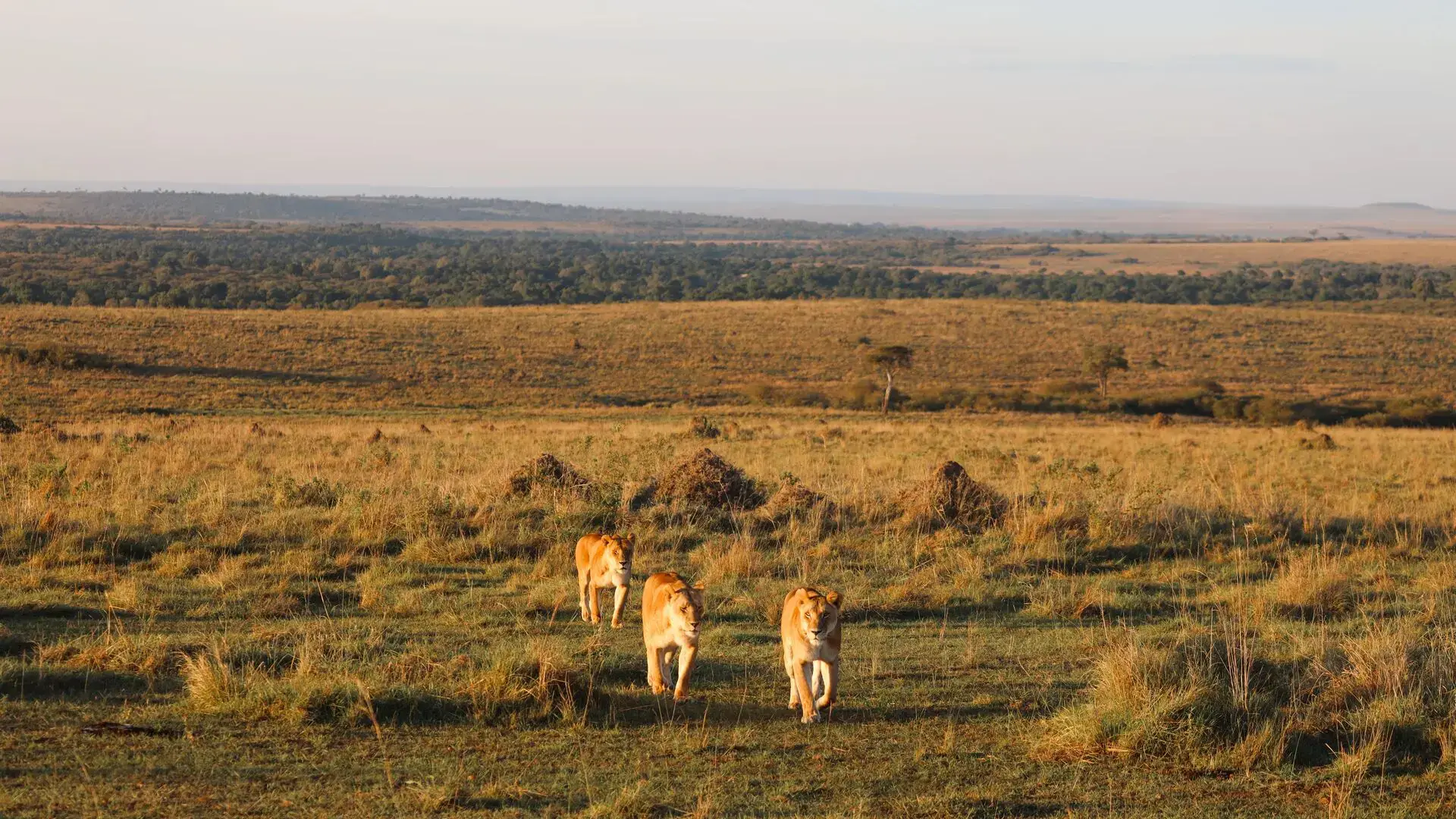 Three lionesses walking across the plains at golden hour