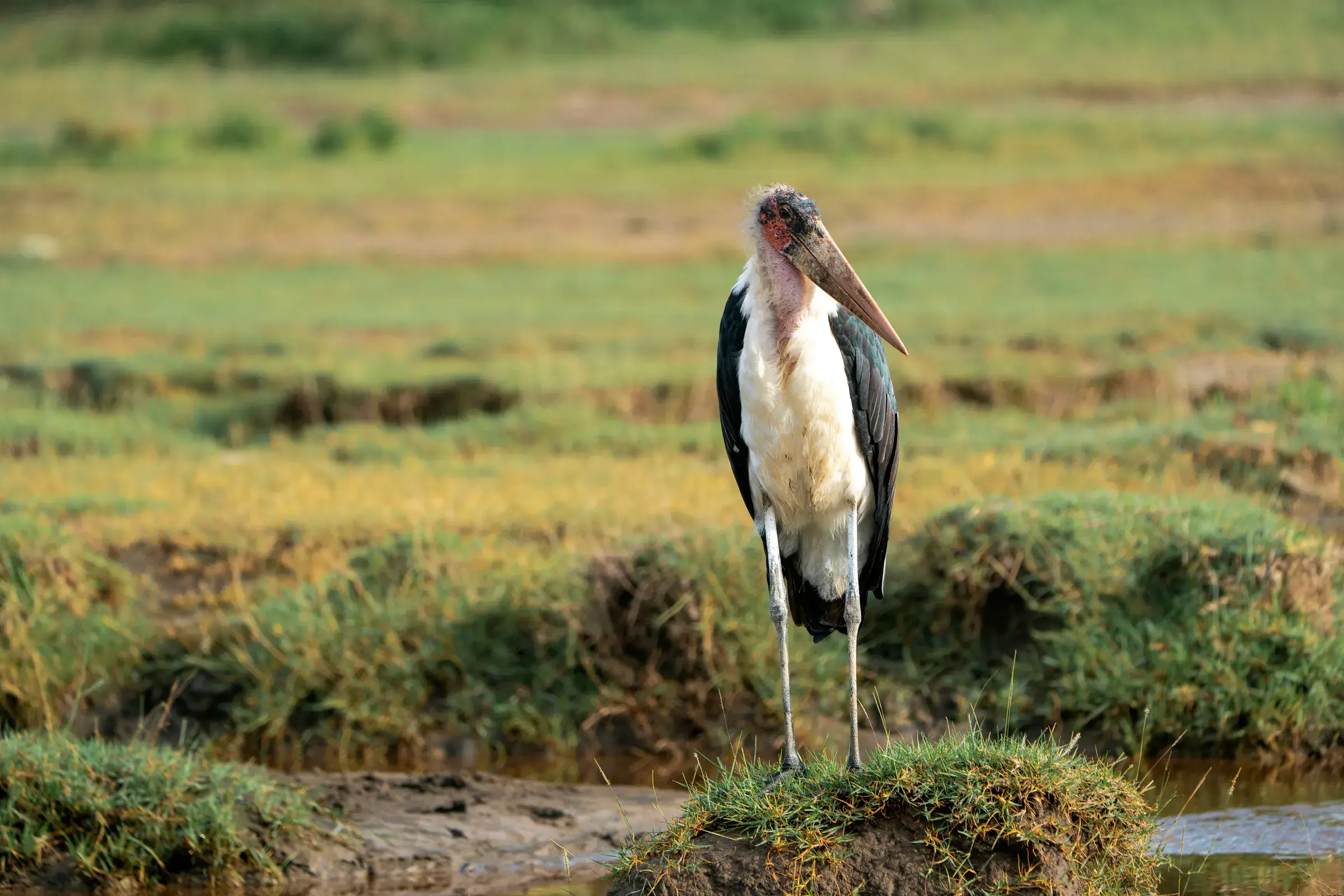 Marabou stork standing at the water’s edge
