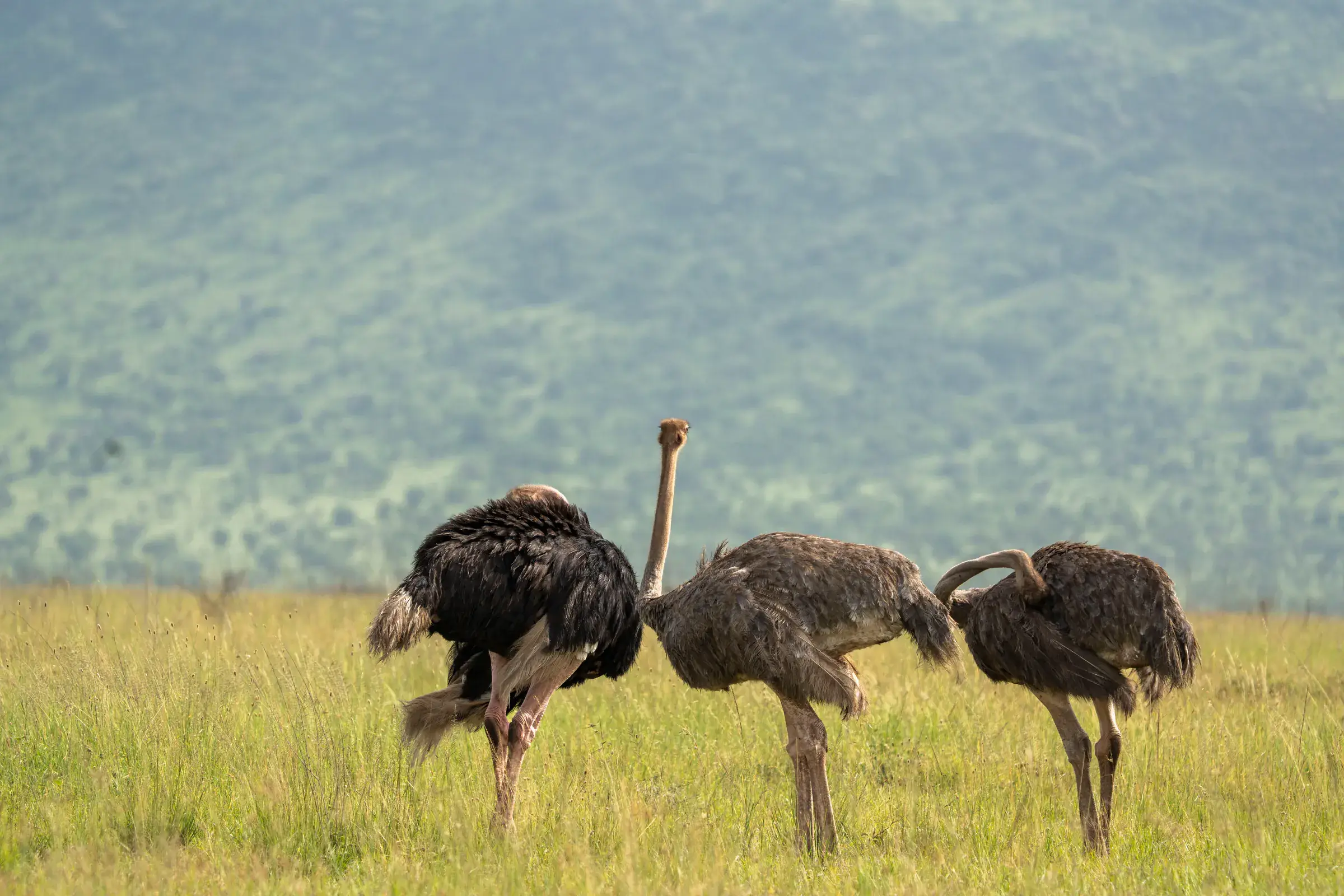 Ostriches on the grassland below forested hills