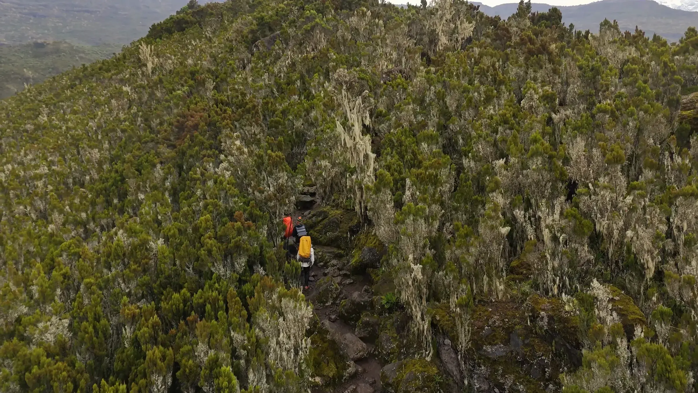 Trekkers on a narrow trail through mountain heath