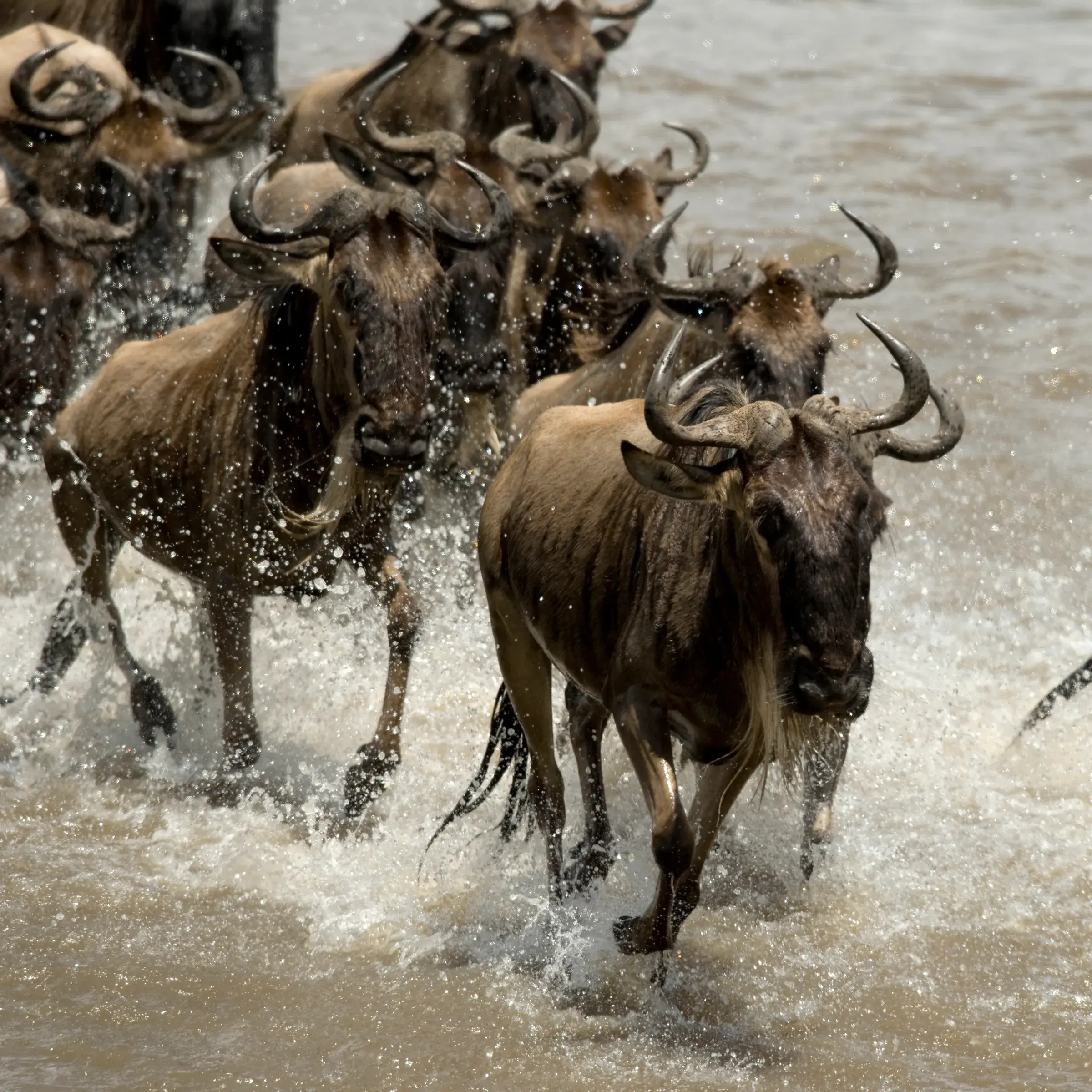 Wildebeest charging through the Mara river, northern Serengeti